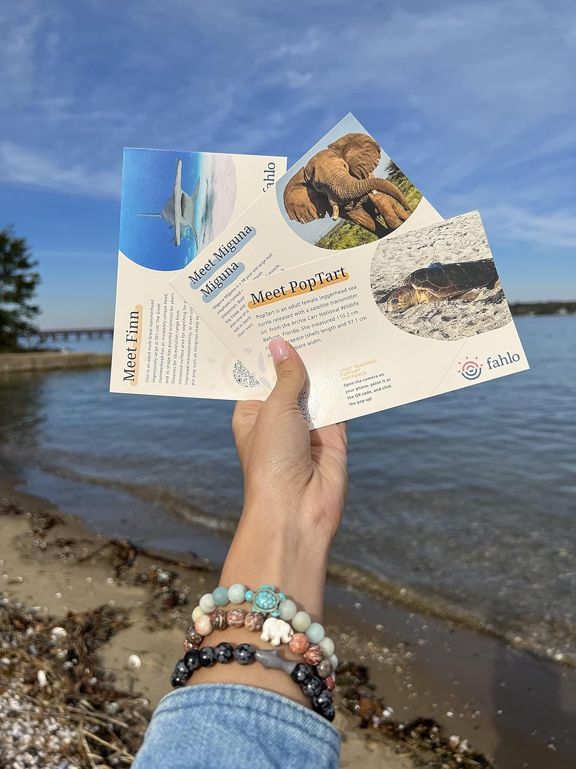 Fahlo Shark Tracking Bracelet, Elastic, supports Saving The Blue, one size fits most for Men and Women